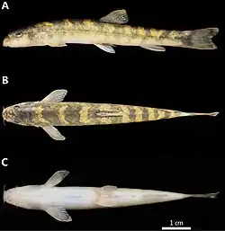 Triplophysa wulongensis