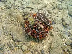 More colored specimen in Asia.