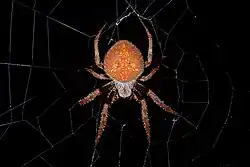 E. ravilla, Lower Suwannee National Wildlife Refuge, Florida