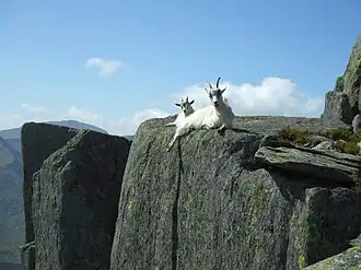 Tryfan and neighbouring parts of the Glyderau are home to feral goats.