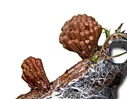 Tubifera corymbosa