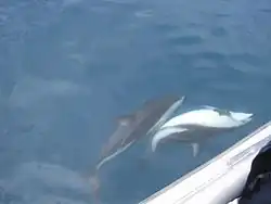 Two dolphins seen from the side of a boat