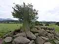 Tyddyn-Bach standing stone, surrounded by field clearance boulders.