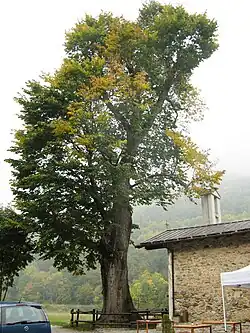 U. glabra, planted 1620, Bergemolo, near Demonte, Italy (2017)
