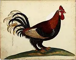 old coloured engraving of a cock with feathered legs and feet