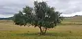 Ulmus macrocarpa, Mongolia