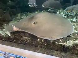 Giant freshwater stingray