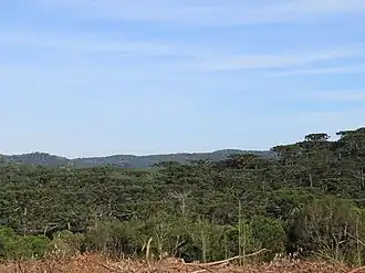 Stand of araucárias