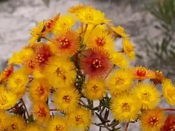 V. endlicheriana near Mount Lesueur