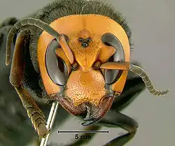 Head detail
