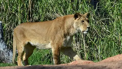 A female African lion (often referred to as a lioness)