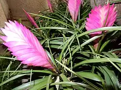 Pink spikes of bracts