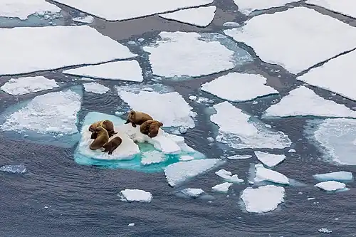 Image 58Walruses on Arctic ice floe (from Arctic Ocean)