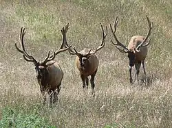 American elk, or wapiti