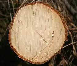 cross-section of wood and bark