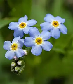 Water Forget-Me-Not (Myosotis scorpioides) in Pennsylvania