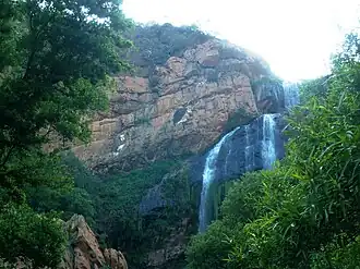 View of two nests used by the same pair at the Roodekrans, beside Witpoortjie Waterfall, Walter Sisulu Botanical Garden