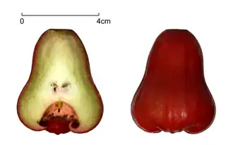 fruit of Syzygium samarangense