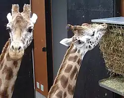 Giraffes