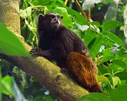 Black and brown monkey