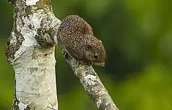 Brown squirrel