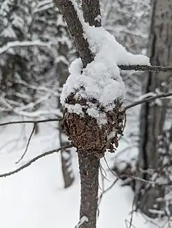 Jasper, Alberta, 2024