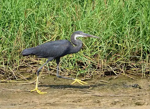 Wetlands and western reef herons in the Greater Accra region