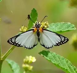 Feeding on sleepy morning nectar