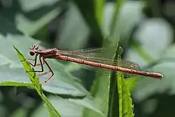 immature female Warsaw, Poland