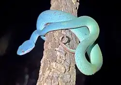 In Nusa Tenggara Timur, Indonesia