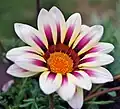 White and purple gazania