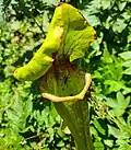 White trumpet pitcherplant in Madison, Wisconsin