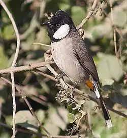 At Bharatpur, Rajasthan, India
