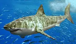 The great white shark's dorsal fin contains stabilizing dermal fibers that stiffen dynamically as it swims faster to control roll and yaw.