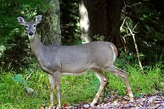 White-tailed deer