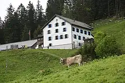 Calves in front of Gasthaus Sücka, 2019