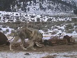 Photograph of a wolf with mange eating at a kill