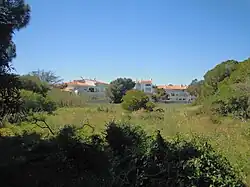The pine woodland with and flower meadow at Pedra dos Bicos on the cliff tops above Praia da Oura.