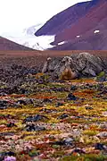 Flora near Grise Fiord