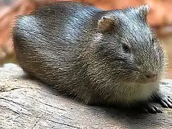 Brown guinea pig