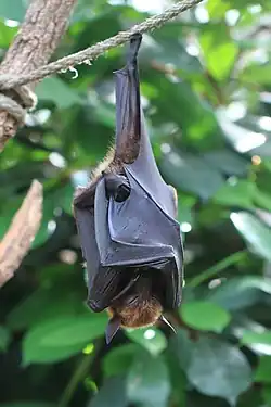 Brown bat