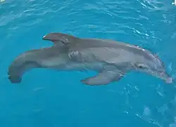 A dolphin without a tail in a pool of water.