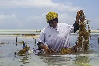 The farmers have a lot of problems due to climate change. Two decades ago, 450 seaweed farmers roamed Paje. Now, only about 150 farmers remain.