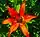 Lilium philadelphicum, wood lily, Marshall's Point