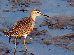 At Mangaon, Maharashtra, India.