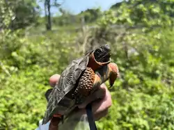 A wood turtle (Glyptemys insculpta) being held in a riparian area in Massachusetts, USA.