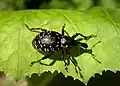 Weevil (Liparus) on butterbur