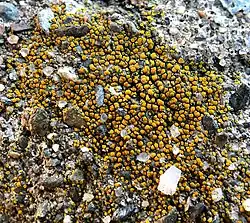 Xanthocarpia feracissima