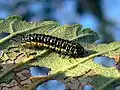 Xanthogaleruca luteola caterpillar on elm leaf, Germany