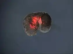 The manufactured organism is layered with heart muscle (now glowing red). AI optimized the shape of the organism and the location of its muscle to produce forward movement.